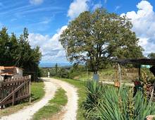 Villa zum Verkauf in Scansano Scansano - Cantine Morellino