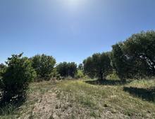 Foto Cometa 9 — Agricultural land for sale in Ariccia