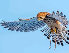 Villa for sale in Mentana Nomentum Nature Reserve