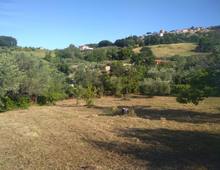 Foto Cometa 8 — Agricultural land for sale in Lanuvio