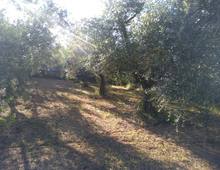 Foto Cometa 13 — Agricultural land for sale in Lanuvio