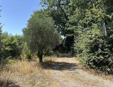 Foto Cometa 11 — Terreno agrícola en venta en Ariccia