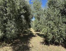 Foto Cometa 7 — Terrain agricole à vendre à Ariccia