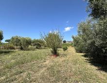 Foto Cometa 8 — Terrain agricole à vendre à Ariccia