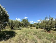 Foto Cometa 10 — Terrain agricole à vendre à Ariccia