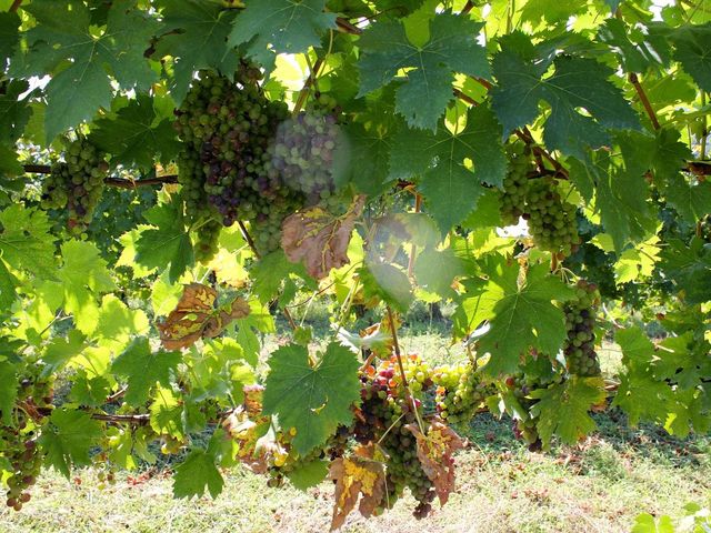 Tenuta Belvedere, Azienda Agricola e Compendio Immobiliare