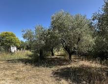 Foto Cometa 3 — Terreno agrícola para venda em Ariccia