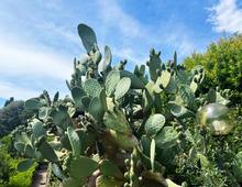 Splendida ed Esclusiva Proprietà Incastonata nella Dolce Collina di Punta Ala