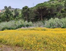 Rudere con terreno pertinenziale